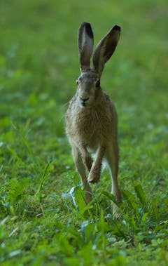 Feldhase auf dem Sprung in Trogen. (Bild: Hans Aeschlimann)