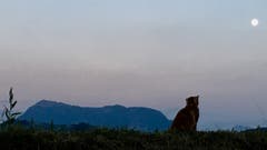 Die Katze genießt die schöne Aussicht von unserem Sitzplatz. (Bild: Kathrin Vogel)