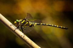 Libelle am Bach. (Bild: Petra Jung)