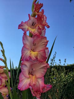 Eine Gladiole in voller Blüte. (Bild: Toni Sieber)