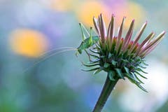 Ein hübscher Garten-Fund in Wittenwil! Die punktierte Zartschrecke (Leptophyes punctatissima) auf dem Sprung. (Bild: Mirjam Dentler)