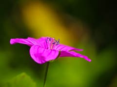 Trotz Hitze blühen diese Blumen am Bach. (Bild: Petra Jung (Hämikon, 27. Juli 2018))