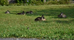 Nach dem Morgenessen auf der Wiese ruhen sich die Enten auf dem gemütlichen Gemeindehausplatz am See aus. (Karl Odermatt (Hergiswil, 26. Juli 2018))