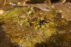 Bei dieser Hitze haben auch die Wespen Durst. Diese Wespe landete auf schwimmenden Algen und trinkt gerade aus einem Bach. (Bild: Petra Jung (Hämikon, 27. Juli 2018))