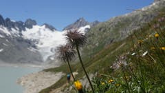 Wildmannli (Fruchtstand der Anemone) posieren bei hochalpinem Hintergrund am Oberaar-Stausee/Grimsel. (Bild: Christian Hählen (26. Juli 2018))