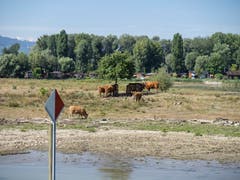 Von dieser Landzunge in der Mündung des Alten Rheins wäre gewöhnlich nur wenig zu sehen. Nun weiden hier Rinder.