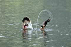 Badefreude im warmen Lauerzersee, Campingplatz Buchenhof in Steinen. (Bild: Wolfgang Höller, 27. Juli 2018)