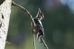 Buntspecht in Trogen. (Bild: Hans Aeschlimann)