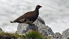 Ein Alpenschneehuhn am Säntis. (Bild: Roland Hänggi)