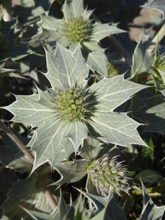 Distel in der Dünenlandschaft in Holland. (Bild: Hans Scheidegger (Nordseeküste, 25. Juni 2018))
