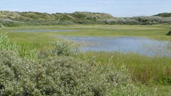 Dünenlandschaft in Holland. (Bild: Hans Scheidegger (Nordseeküste, 23. Juni 2018))