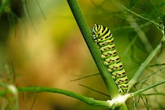 Eine Schwalbenschwanzraupe. Bild: Marianne Schmid (Rickenbach, 30. Juli 2018)