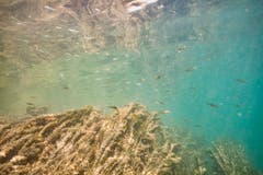 Fische im Zürichsee bei Rapperswil. (Claudia Schildknecht)