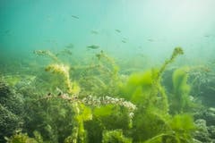 Im Bodensee hat es viele Pflanzen und Fische. (Claudia Schildknecht)