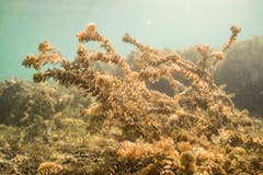 Wunderschöne Pflanzen am Grund des Zürichsees. (Claudia Schildknecht)