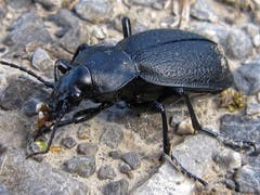 Gut gepanzerter Käfer (Bild: Toni Sieber)