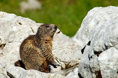 Nach etlichen Wanderungen über die Schrattenfluh weiss ich inzwischen, wo ich am ehesten ein Murmeltier vor die Linse bekomme. Bild: Marianne Schmid (Schrattenfluh, 29. Juli 2018)