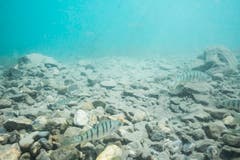 Am Grund des Walensees tummeln sich viele Fische. (Claudia Schildknecht)