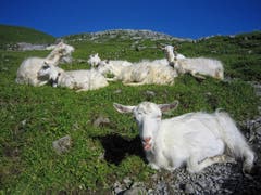Bergsommer auf der Ebenalp (Bild: Toni Sieber)