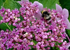 Hummel im Farbenrausch der Hortensie. (Bild: Doris Sieber)
