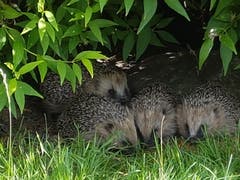 Vier Igelkinder in Gossau. (Bild: Irene Hauser)