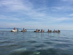 Pferde und Reiter geniessen ein Bad im Bodensee bei Frasnacht (Bild: Roman Weibel)