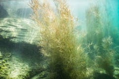 Unter der Wasseroberfläche zeigt sich die Schönheit des Sees in Rorschach. (Claudia Schildknecht)