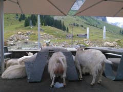 Geissenlounge auf der Schwägalp (Bild: Eduard Walt)