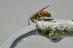 Oberstammheim: Auch Wespen brauchen Wasser (Bild: Christian Müller)