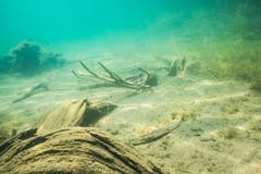 Am Grund des Seealpsees lässt sich manches entdecken. (Claudia Schildknecht)