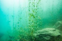 Farbenfroh zeigt sich die Welt im Walensee. Der See wird kaum wärmer als 20°C. (Claudia Schildknecht)