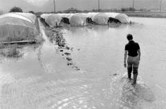 Eine Tomatenkultur in der Magadinoebene steht unter Wasser (Bild: Karl Mathis / Keystone, 5. Juli 1978)