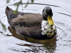 Stockenten neigen grundsätzlich zur Bastardisierung. Sie kreuzen sich gerne mit den von ihnen abstammenden Hausenten. Der weisse "Latz" an der Brust ist ein Merkmal. Bild: Josef Lustenberger (Seefeld, 23. Juli 2018)
