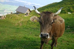 55 Kühe und Rinder verbringen den Sommer auf der Alp Eidenen.