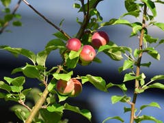 Der Apfelbaum trägt reiche Ernte. Noch ein paar Tage Sonnenschein und die Äpfel können genossen werden. (Bild: Karl Odermatt)