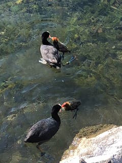 Die tägliche Fütterung der «Jungmannschaft» bei der Schifflände in Meggen. (Bild: Margrith Imhof-Röthlin)