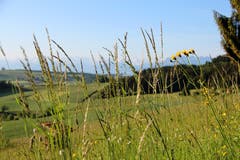 Sommeridylle am Buttenberg, Rickenbach (Bild: Josef Habermacher)