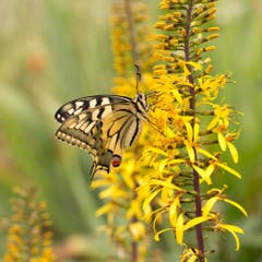 Papilo Machaon - Schwalbenschwanz. Der wahrscheinlich schönste einheimische Schmetterling (Bild: Priska Ziswiler-Heller)