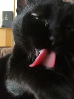 Unsere liebe Katze die sich gründlich Putzt mit dem Namen Nero. (Bild: Rommulus Koller)