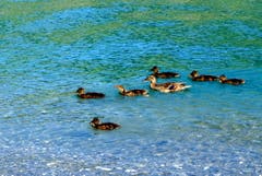 Entenfamilie unterwegs, gesehen in Buochs (Bild: Sepp Bernasconi)