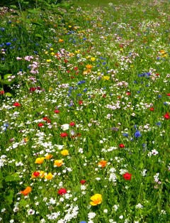 Wunderbar blühende Blumenwiese in Ermatingen. (Bild: Jolande Ribi)