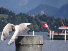 Startmanöver von Möve am Schwanenplatz in Luzern (Bild: Josef Müller)