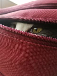 Der verstecke Kämpfer (Bild: Rommulus Koller)