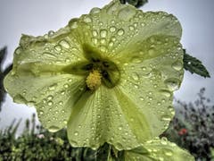 Malve im Montlinger Regen. (Bild: Toni Sieber)
