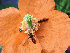 Ein Trio am Mohn in Montlingen. (Bild: Toni Sieber)