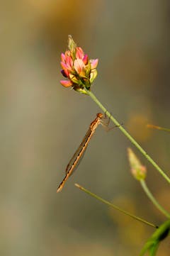 Libelle. (Bild: Marianne Schmid)