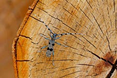 Der Alpenbockkäfer ist einer der prächtigsten Käfer der Schweiz. Die Körperlänge beim Weibchen (ohne Fühler) misst knapp 4cm. (Bild: Marianne Schmid)