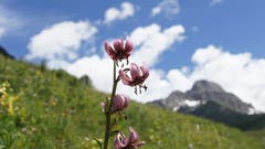 Sehr schön blühender Türkenbund, Aufnahme Richtung Surenenpass. (Bild: Christian Hählen)