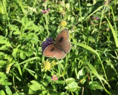 Dieses hübsche «Kleine Ochsenauge» wurde auf dem Zugerberg (Ewegstaffel) mit der Kamera eingefangen. Seine bevorzugte Blume ist die Skabiose. (Bild: Christa Bonati)