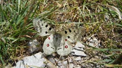 Sehr seltener und auch geschützter roter Apollo-Falter auf der Fürenalp. (Bild: Christian Hählen)